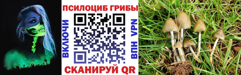 Псилоцибиновые грибы Psilocybe  Купить закладки  Мантурово 